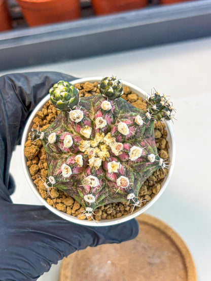 Gymnocalycium T-Rex (gy11) (y7) | Variegated Cactus