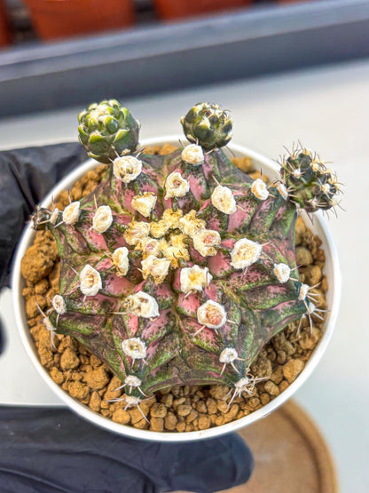 Gymnocalycium T-Rex (gy11) (y7) | Variegated Cactus