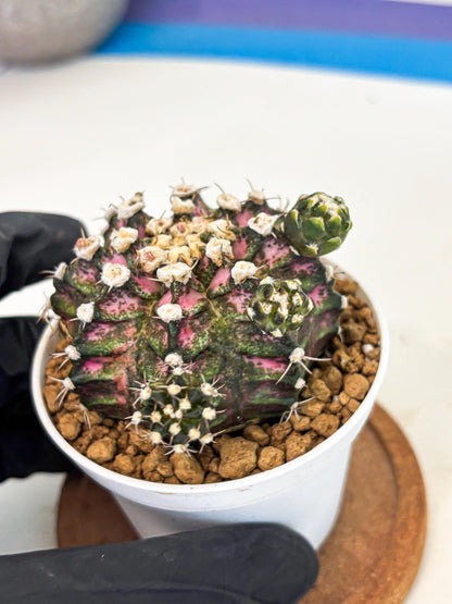 Gymnocalycium T-Rex (gy11) (y7) | Variegated Cactus