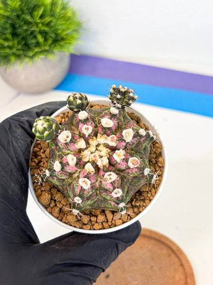 Gymnocalycium T-Rex (gy11) (y7) | Variegated Cactus