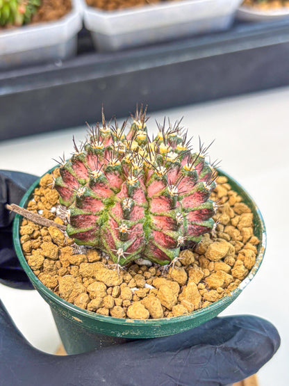 Gymnocalycium T-Rex (oo) (p) | Variegated Cactus