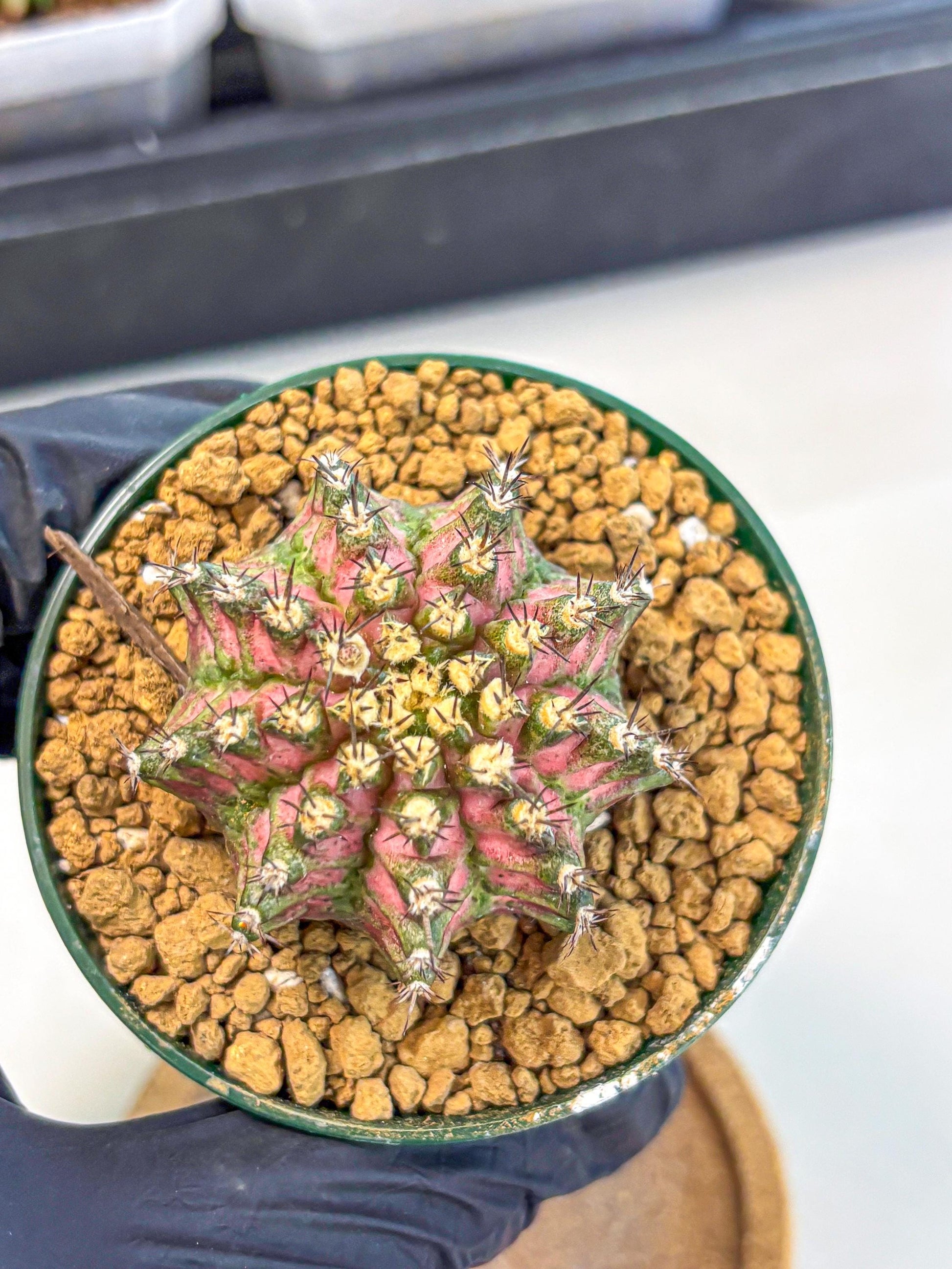Gymnocalycium T-Rex (oo) (p) | Variegated Cactus