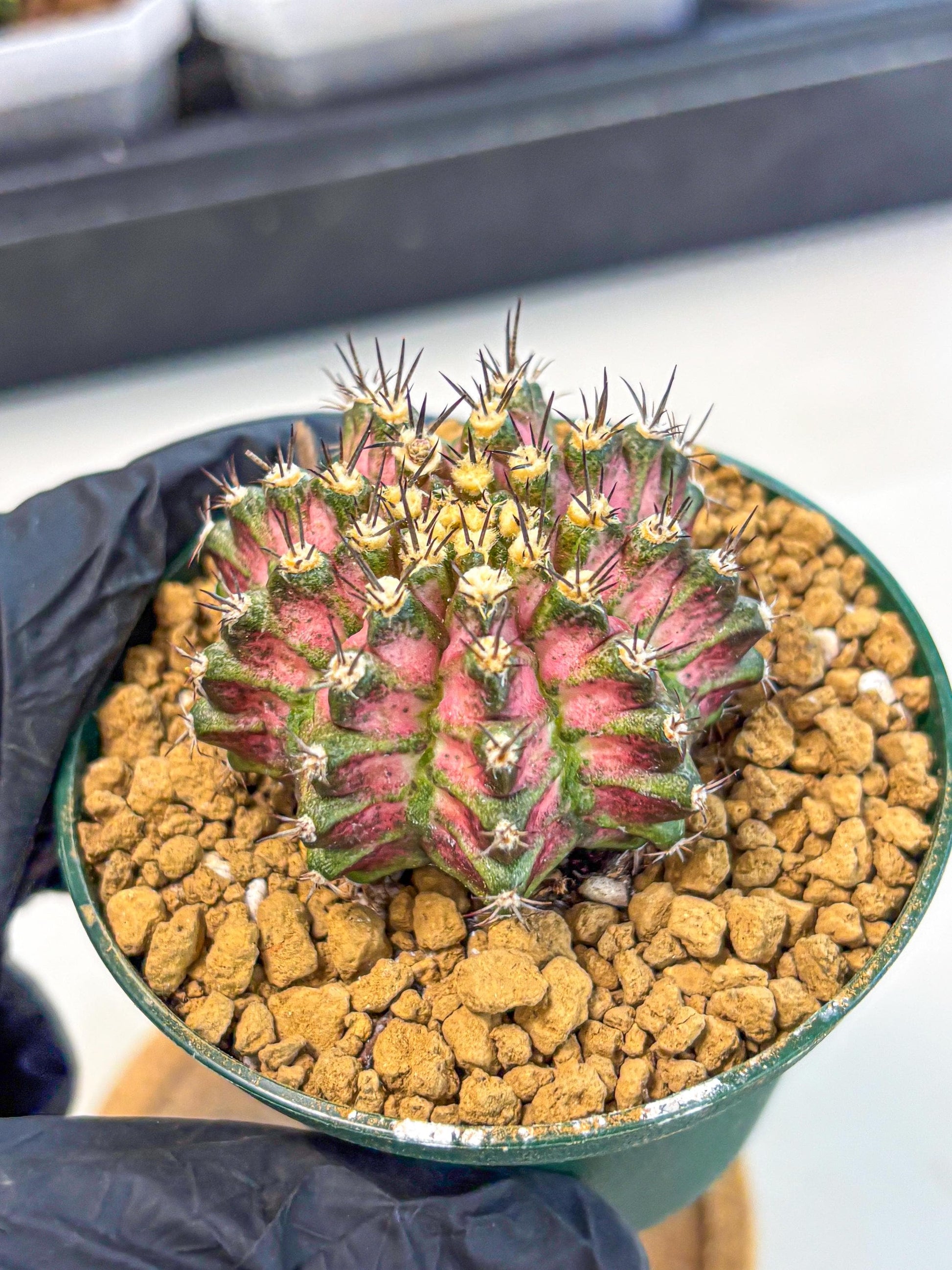 Gymnocalycium T-Rex (oo) (p) | Variegated Cactus