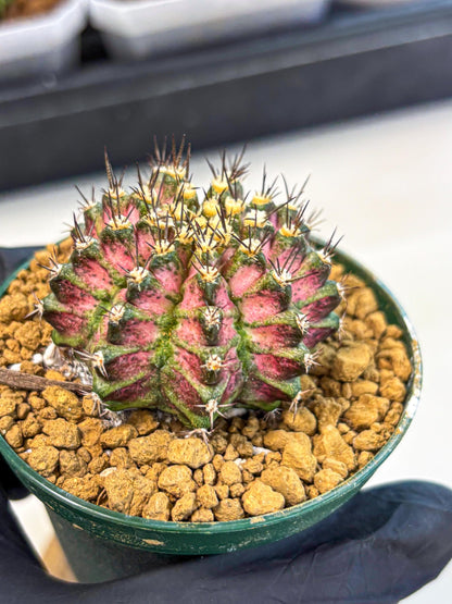 Gymnocalycium T-Rex (oo) (p) | Variegated Cactus