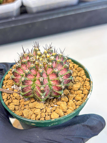 Gymnocalycium T-Rex (oo) (p) | Variegated Cactus