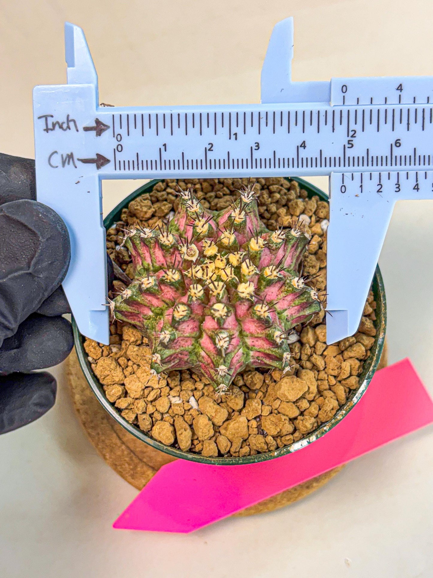 Gymnocalycium T-Rex (oo) (p) | Variegated Cactus