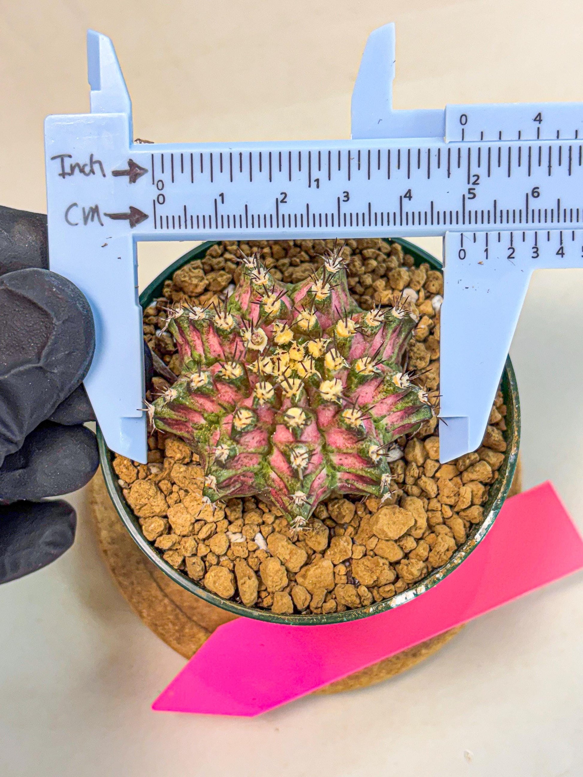 Gymnocalycium T-Rex (oo) (p) | Variegated Cactus