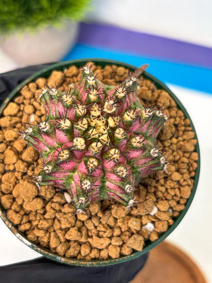 Gymnocalycium T-Rex (oo) (p) | Variegated Cactus