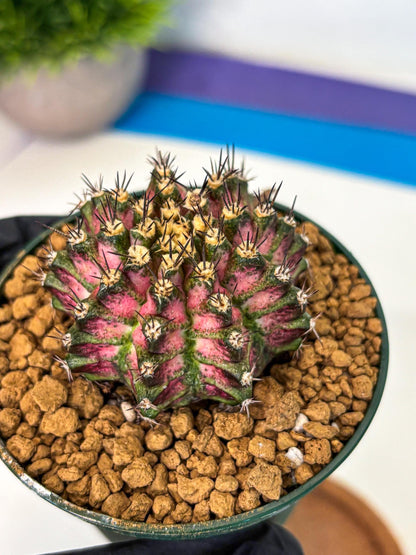 Gymnocalycium T-Rex (oo) (p) | Variegated Cactus
