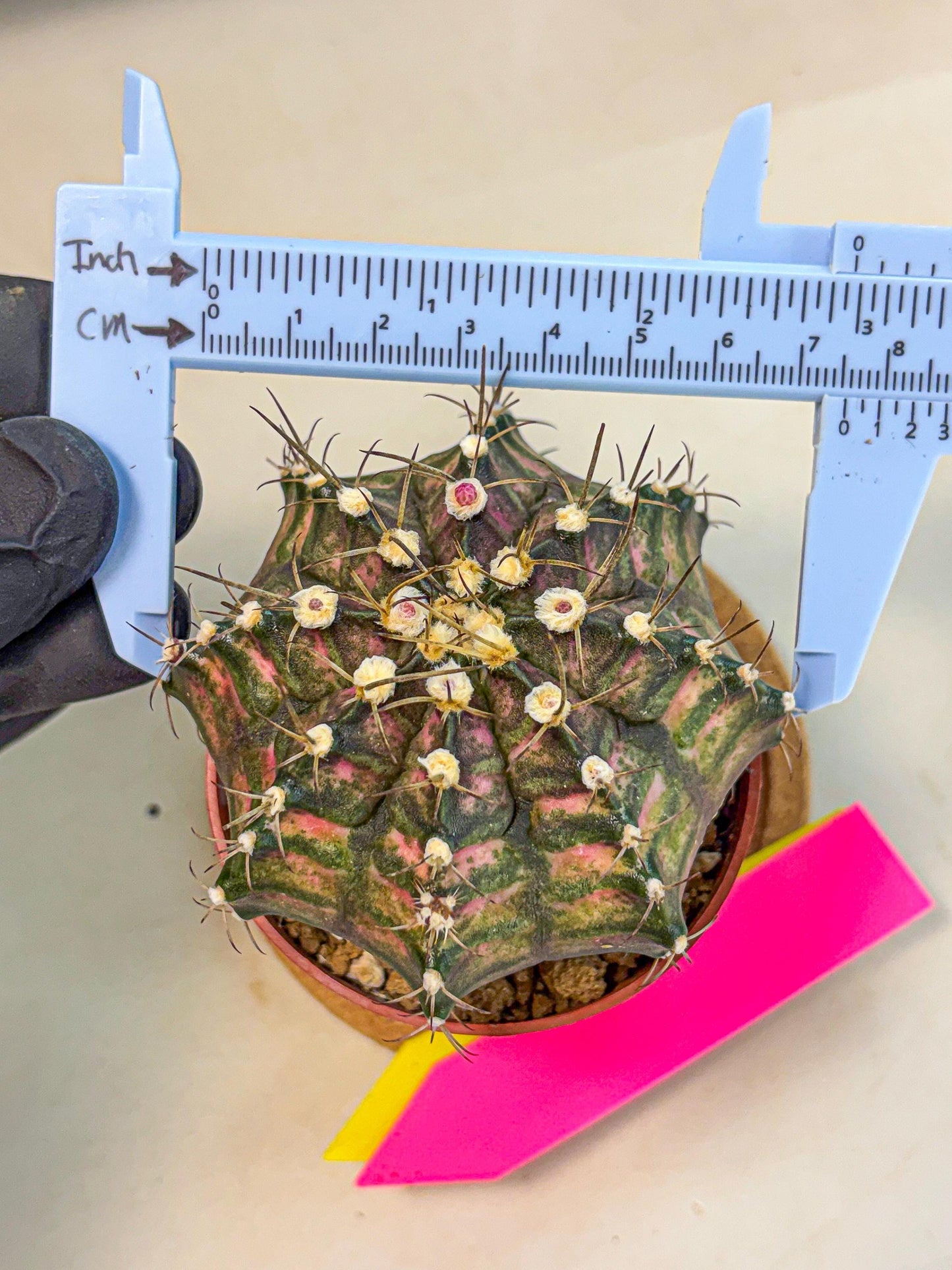 Gymnocalycium T-Rex (oo) (py) | Variegated Cactus