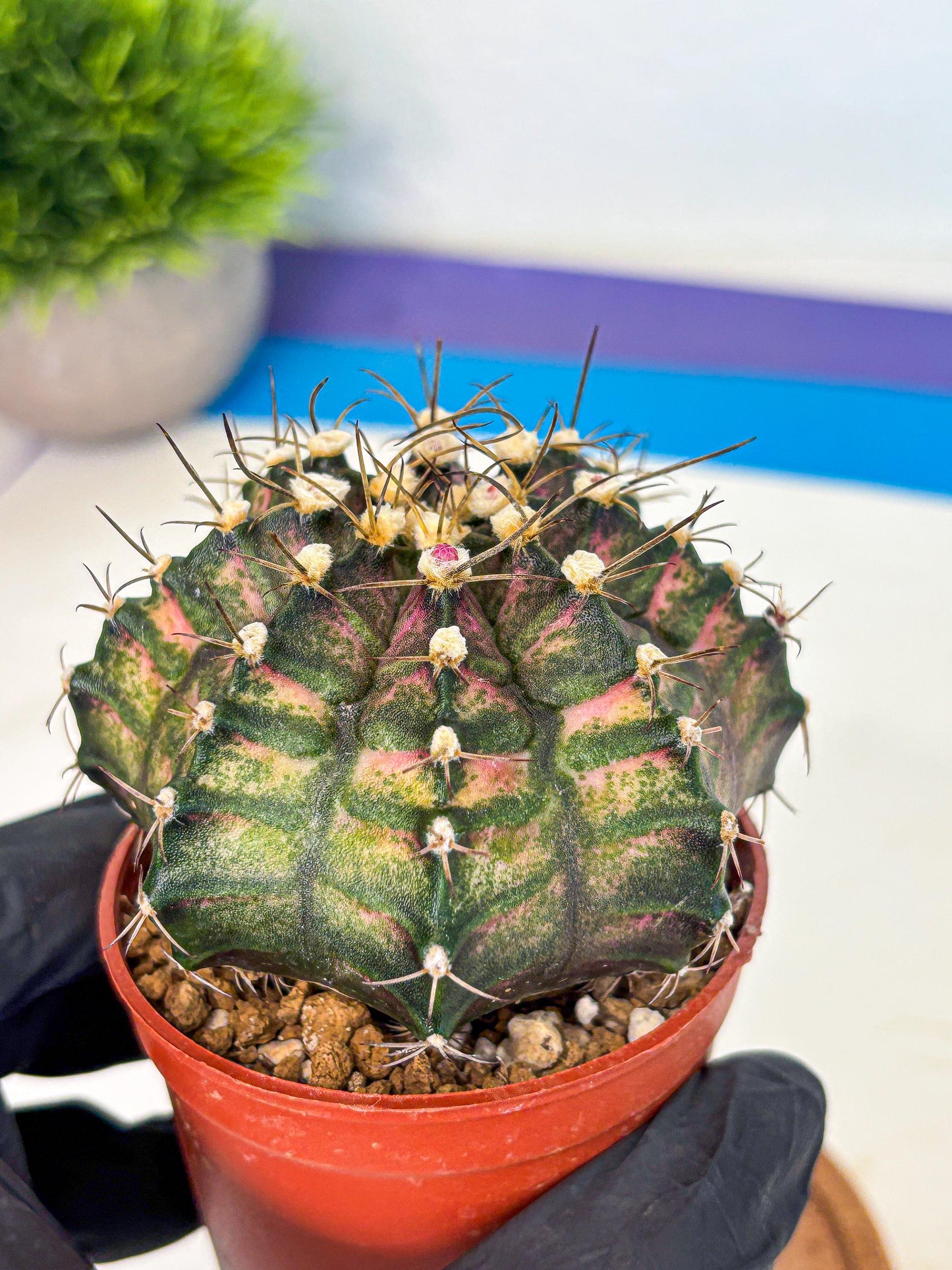 Gymnocalycium T-Rex (oo) (py) | Variegated Cactus