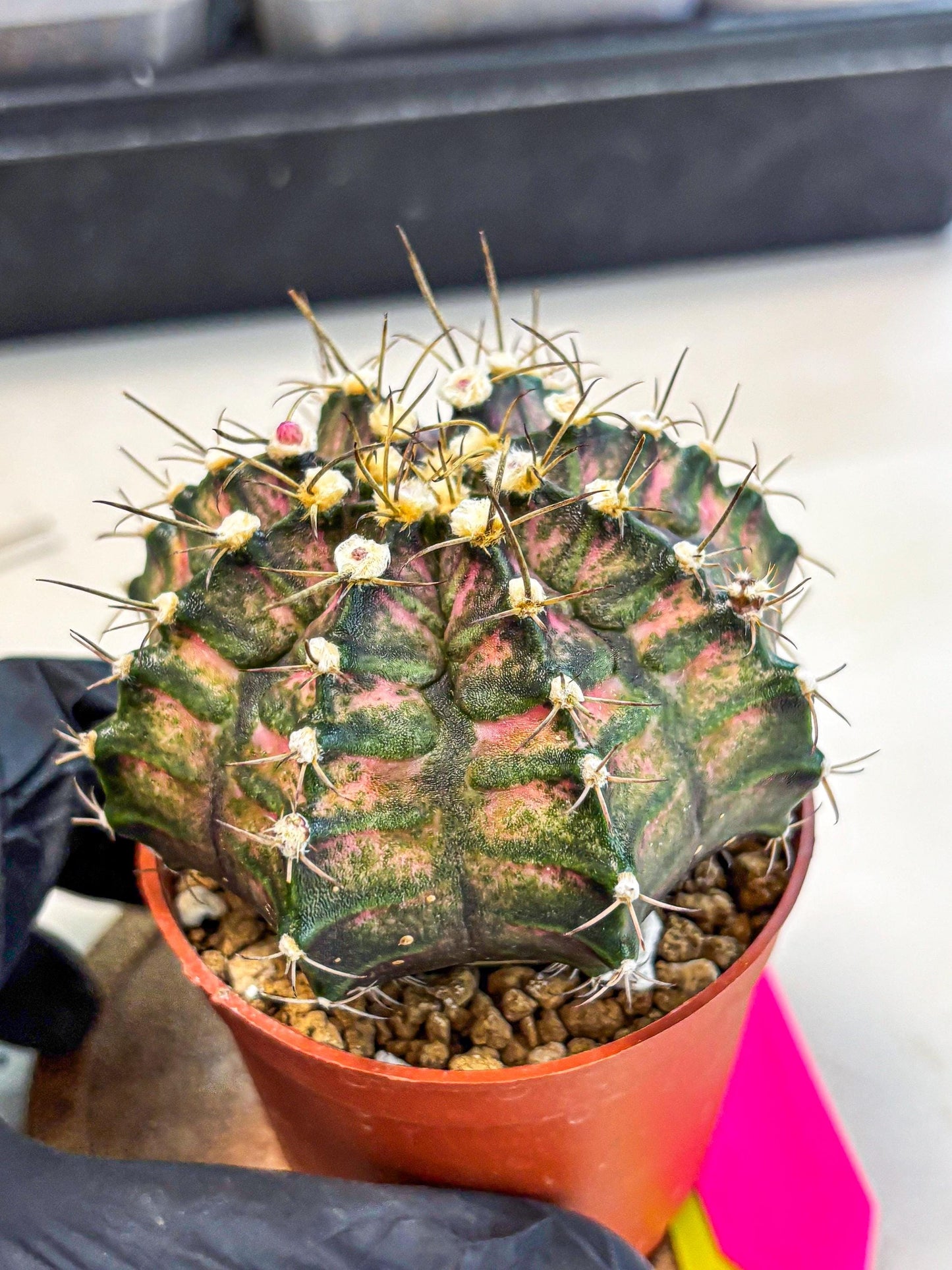 Gymnocalycium T-Rex (oo) (py) | Variegated Cactus