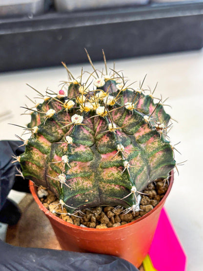 Gymnocalycium T-Rex (oo) (py) | Variegated Cactus