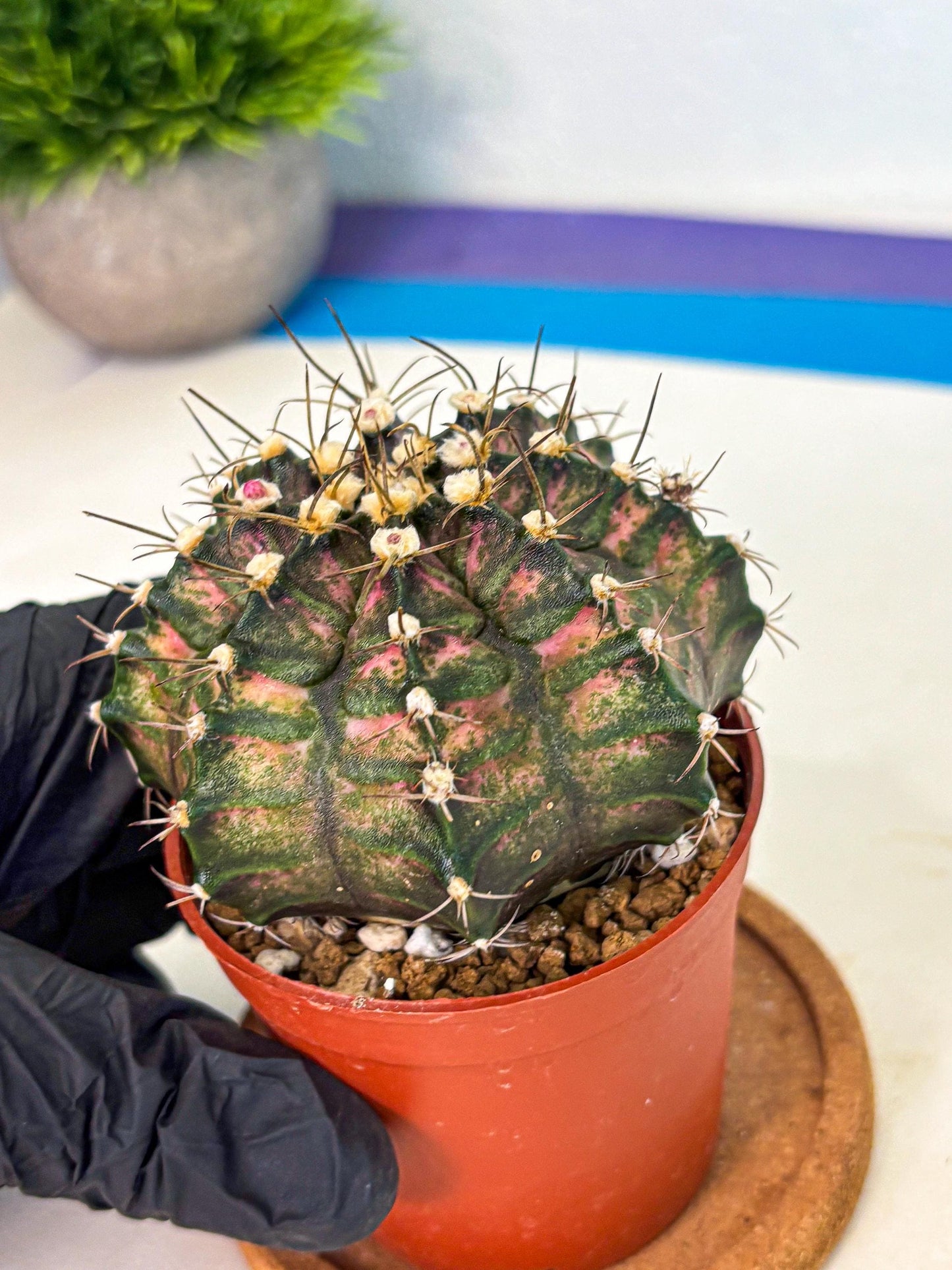 Gymnocalycium T-Rex (oo) (py) | Variegated Cactus