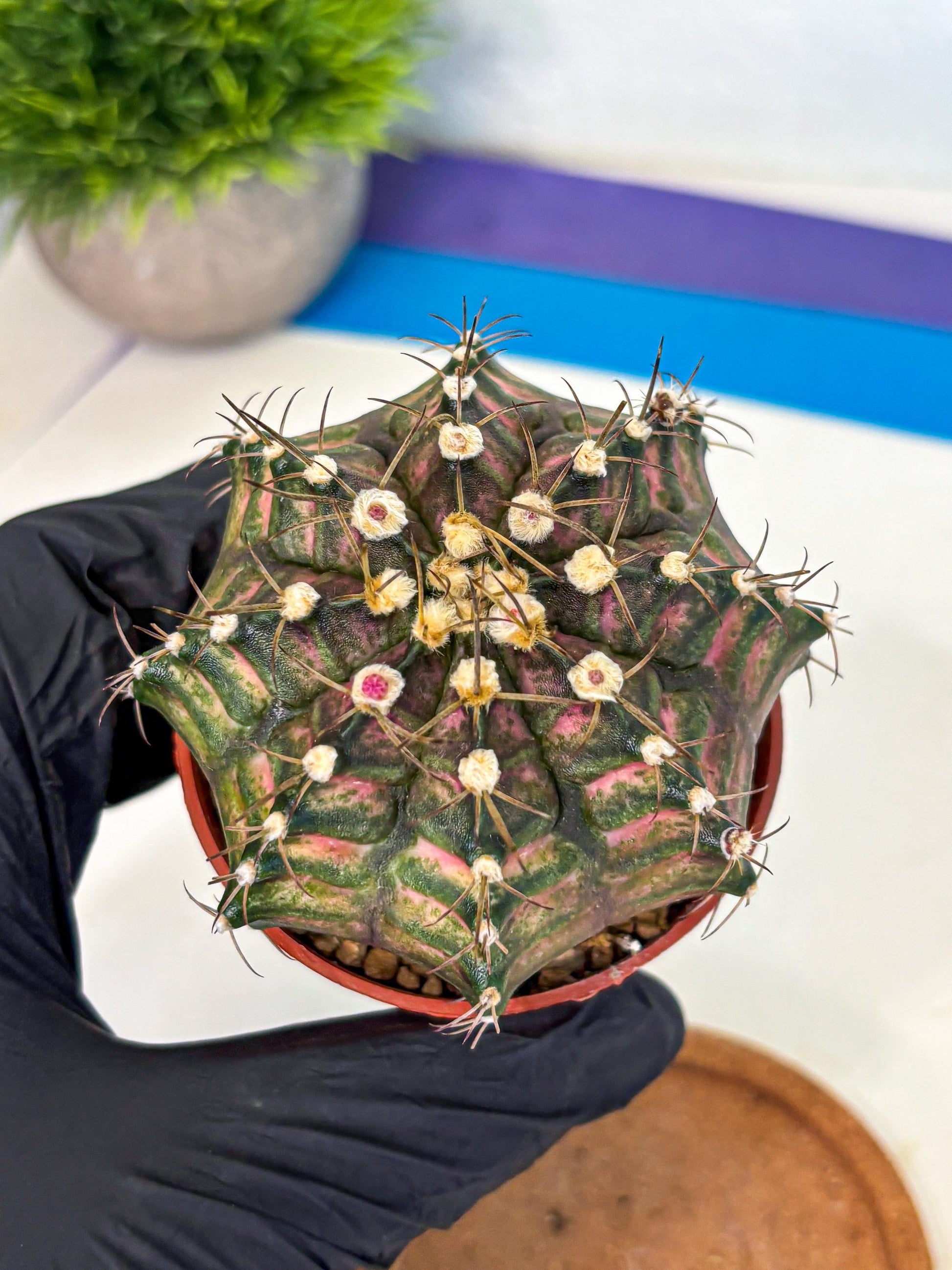 Gymnocalycium T-Rex (oo) (py) | Variegated Cactus