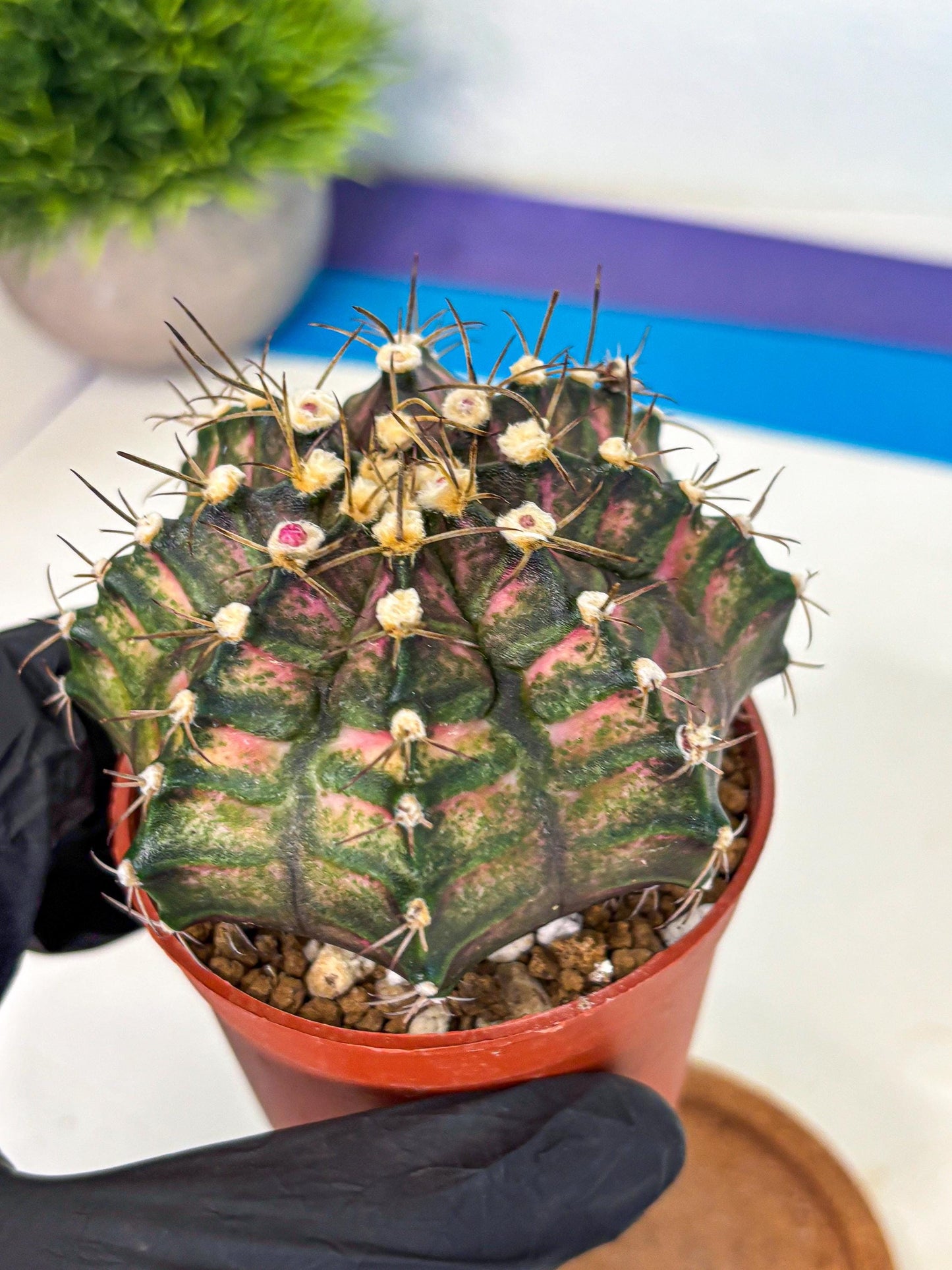 Gymnocalycium T-Rex (oo) (py) | Variegated Cactus