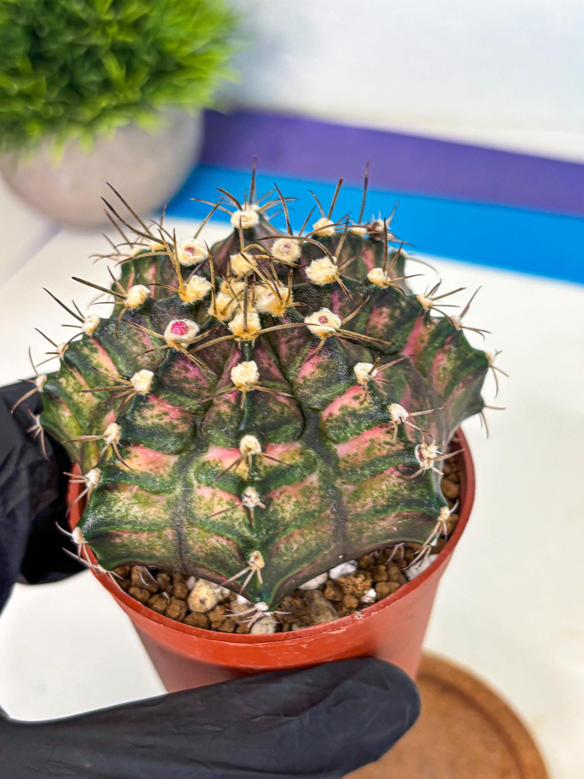 Gymnocalycium T-Rex (oo) (py) | Variegated Cactus