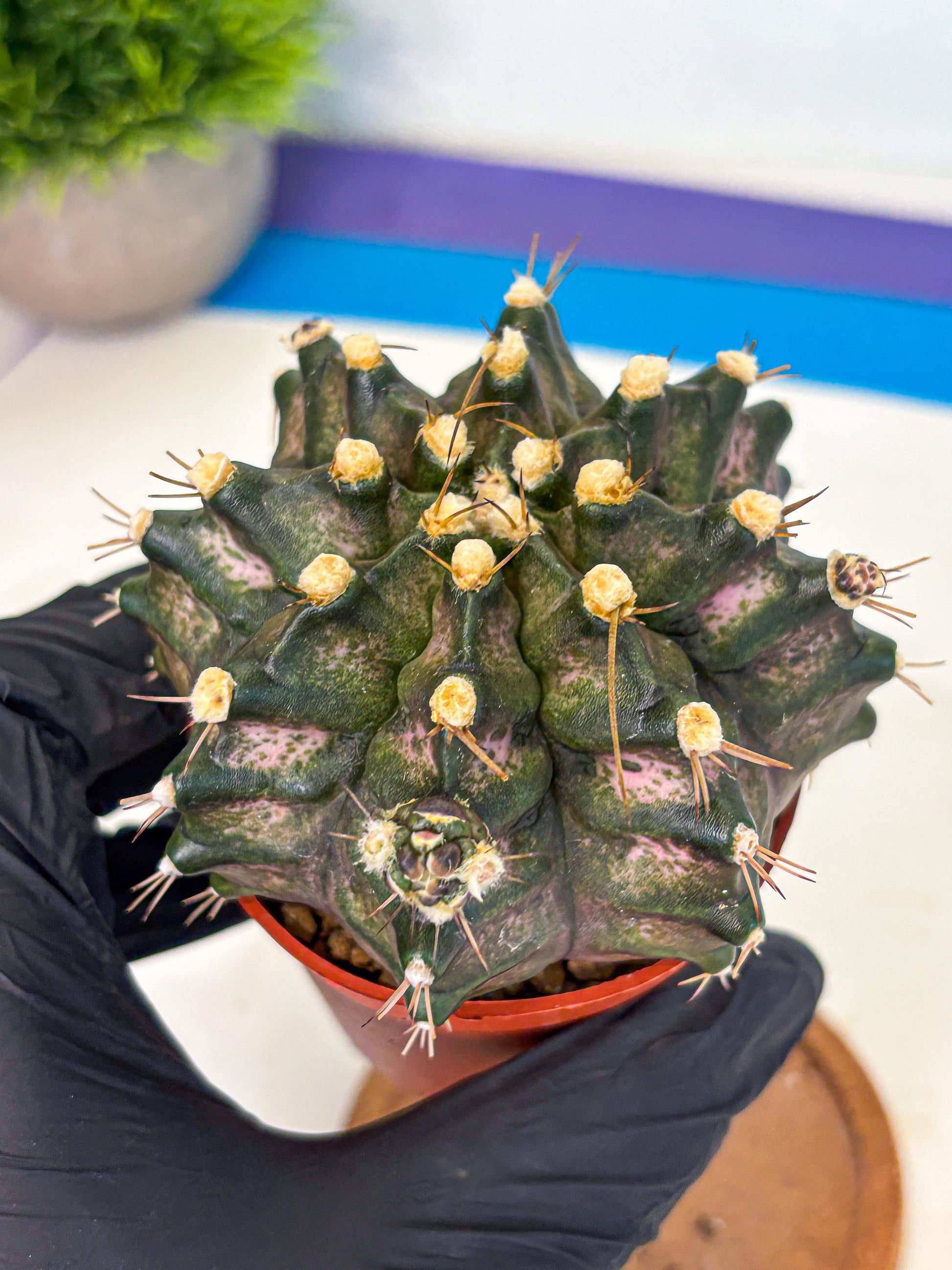 Gymnocalycium T-Rex (oo) (y) | Variegated Cactus
