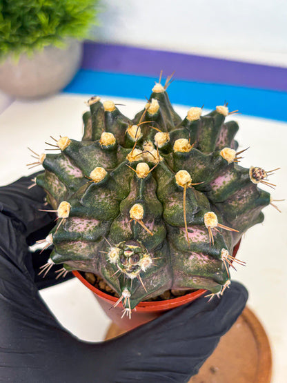 Gymnocalycium T-Rex (oo) (y) | Variegated Cactus