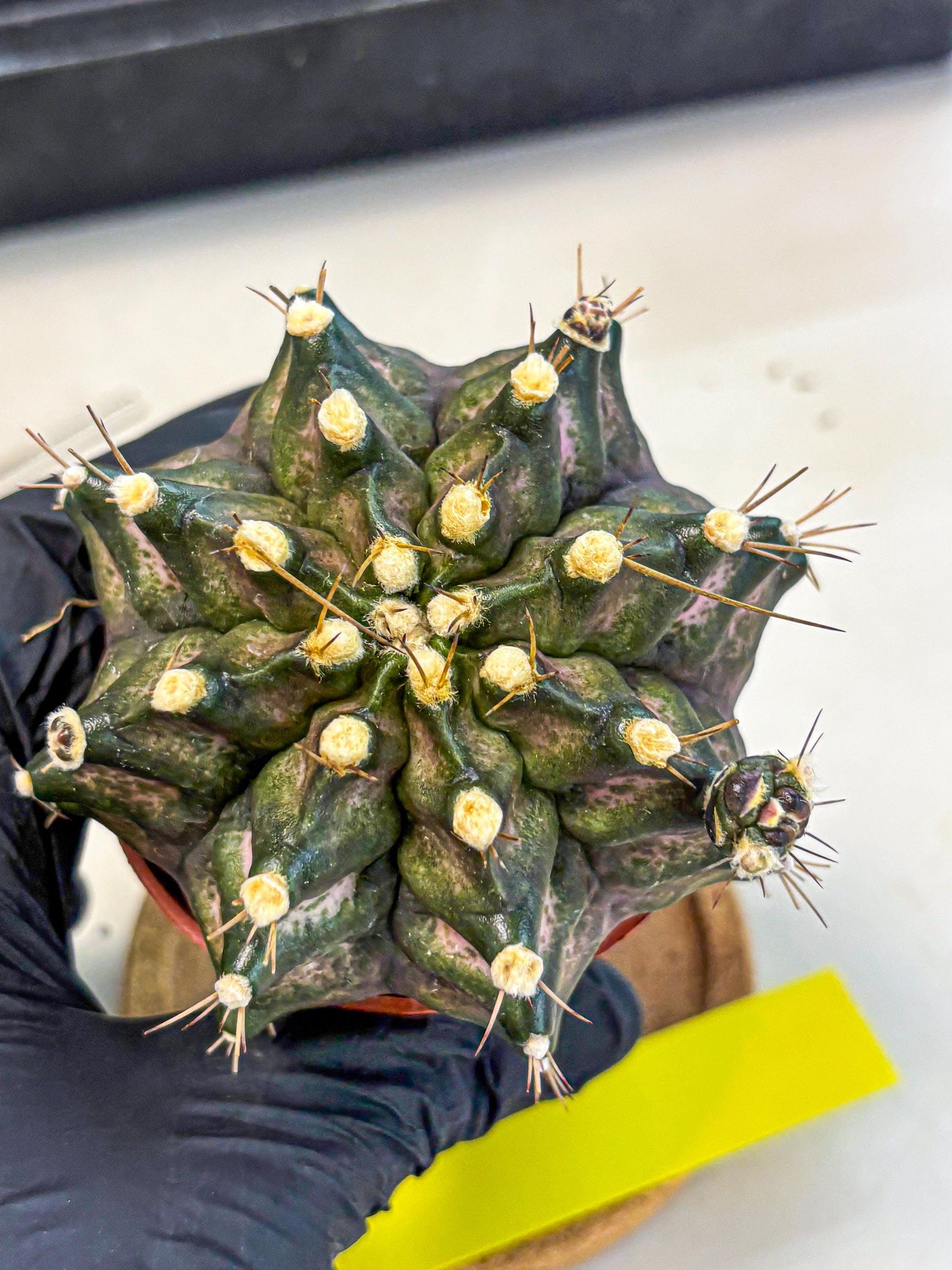 Gymnocalycium T-Rex (oo) (y) | Variegated Cactus