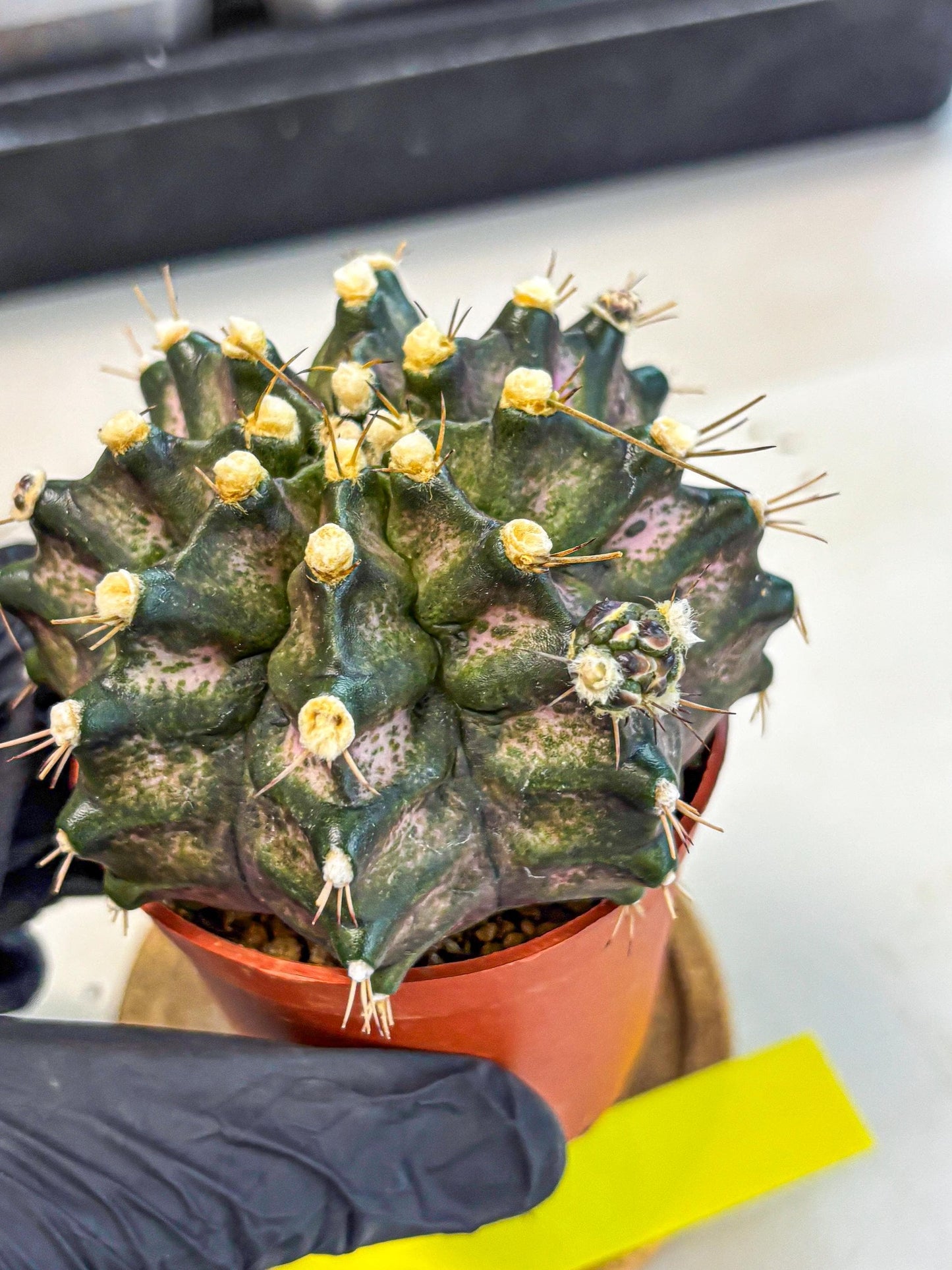 Gymnocalycium T-Rex (oo) (y) | Variegated Cactus
