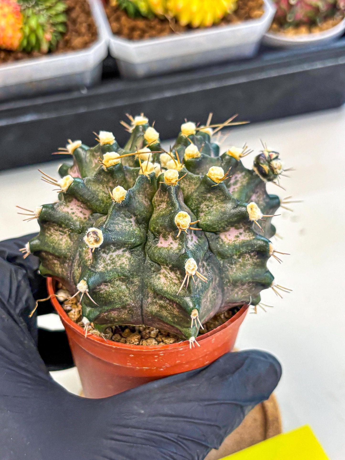 Gymnocalycium T-Rex (oo) (y) | Variegated Cactus