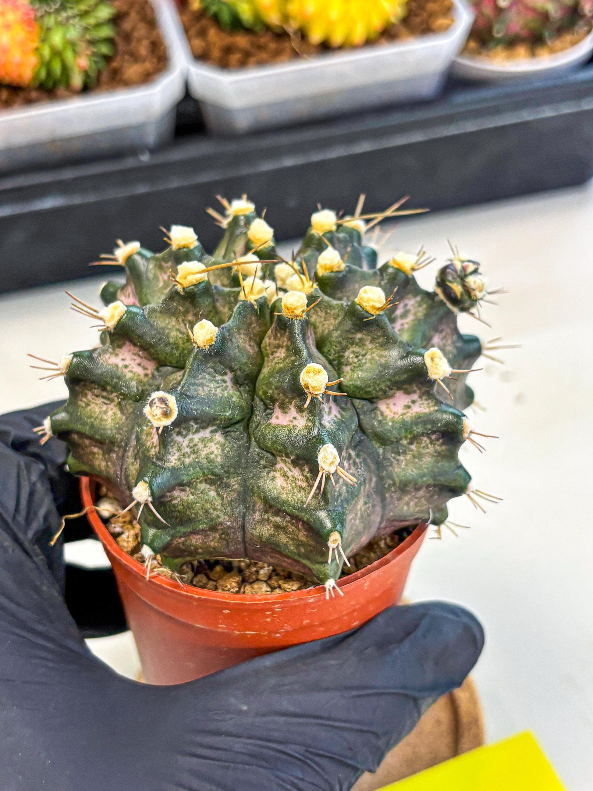 Gymnocalycium T-Rex (oo) (y) | Variegated Cactus