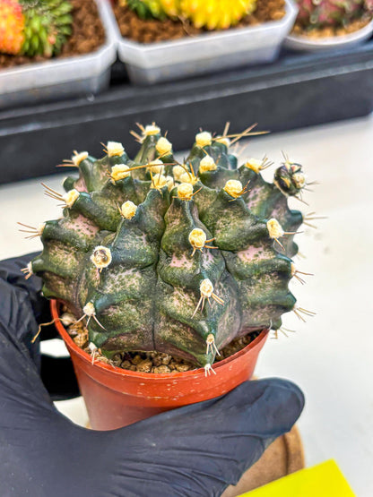 Gymnocalycium T-Rex (oo) (y) | Variegated Cactus