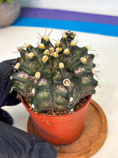 Gymnocalycium T-Rex (oo) (y) | Variegated Cactus