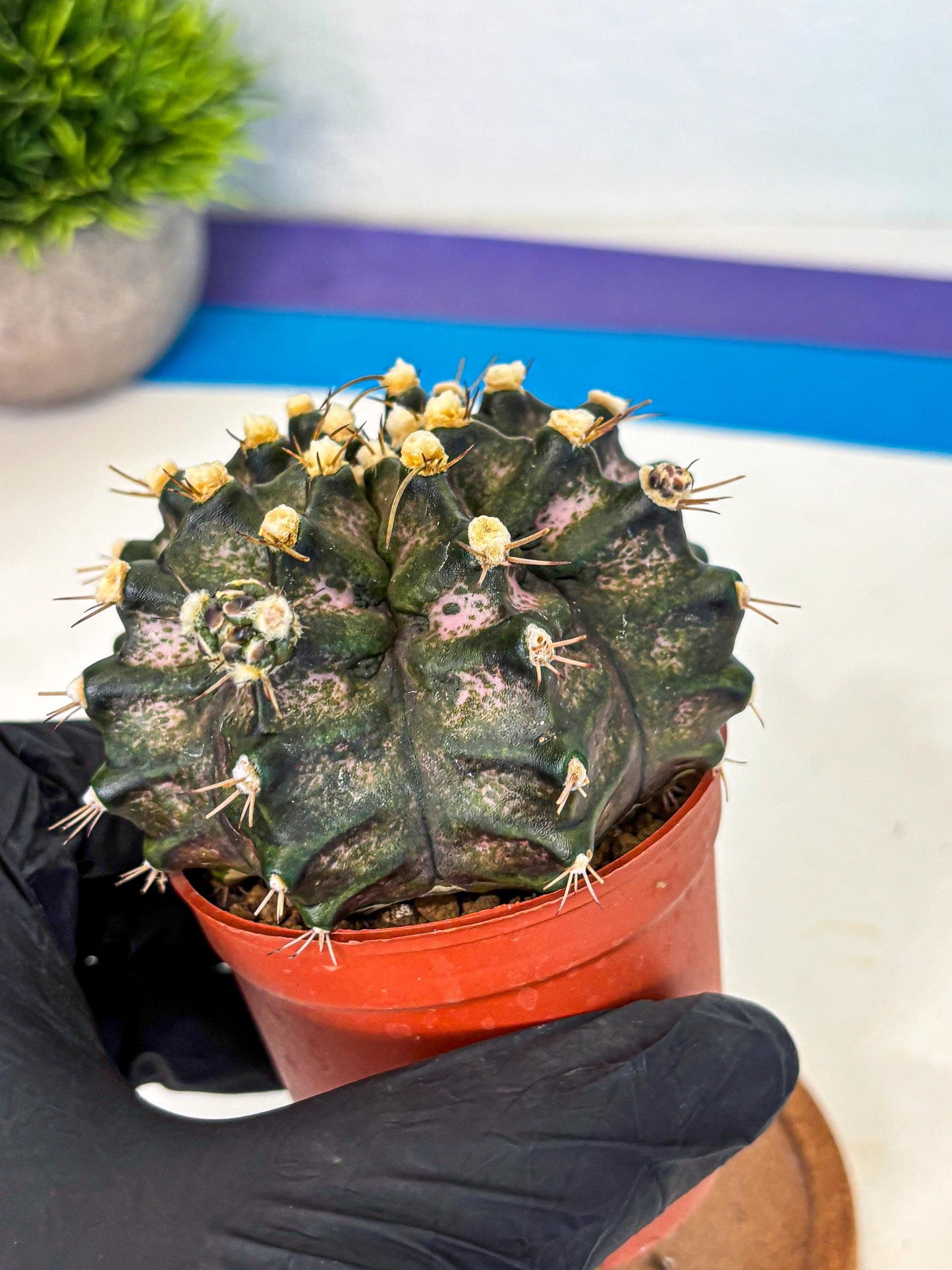 Gymnocalycium T-Rex (oo) (y) | Variegated Cactus