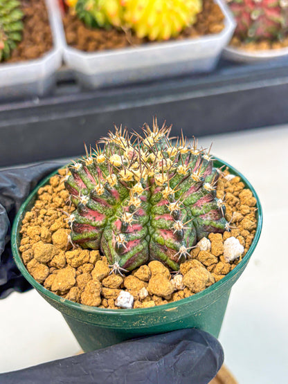 Gymnocalycium T-Rex (oo) (g) | Variegated Cactus