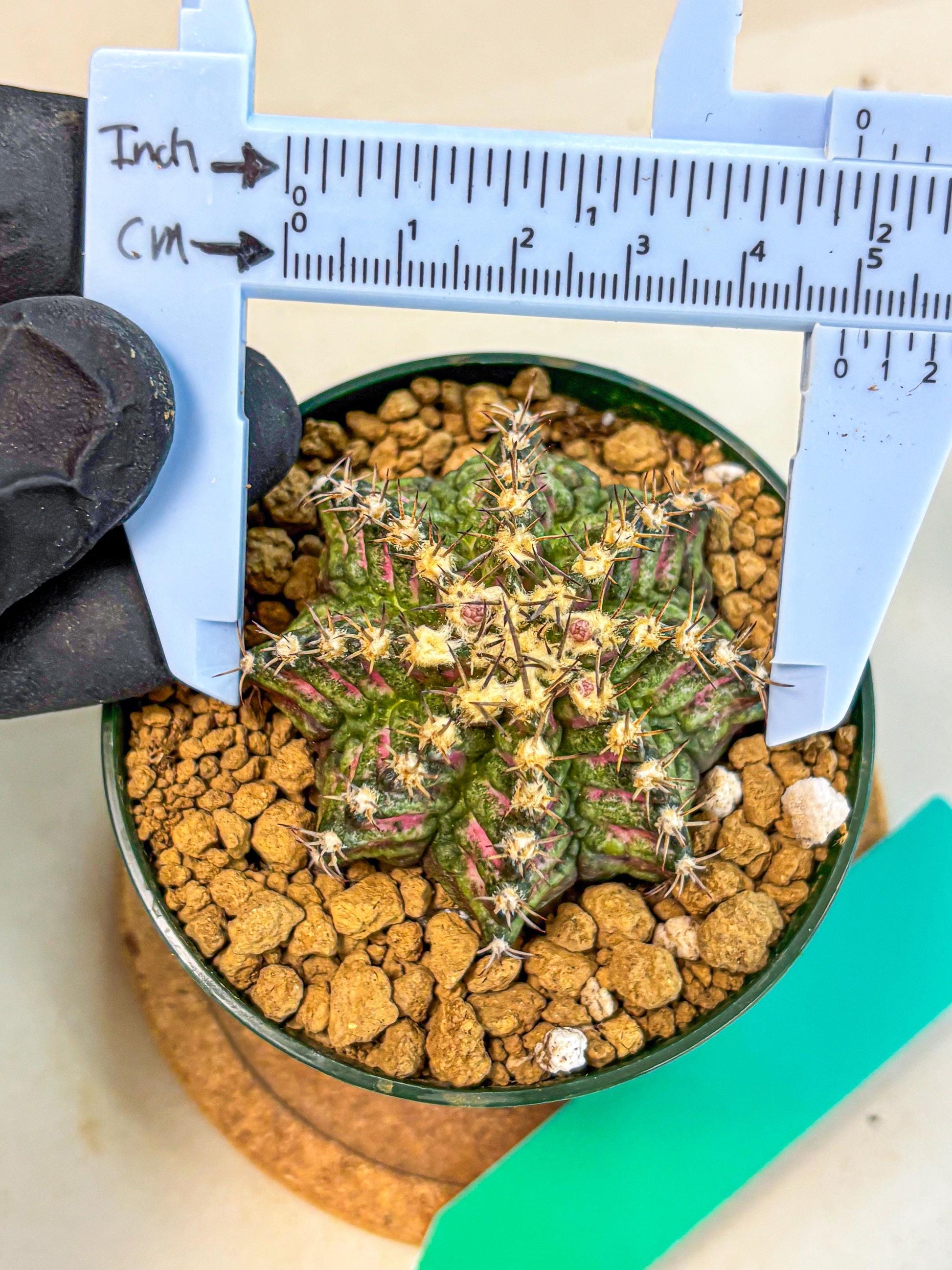 Gymnocalycium T-Rex (oo) (g) | Variegated Cactus