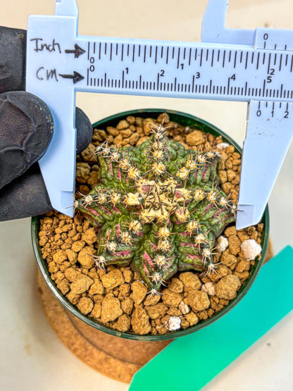Gymnocalycium T-Rex (oo) (g) | Variegated Cactus