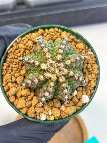 Gymnocalycium T-Rex (oo) (g) | Variegated Cactus