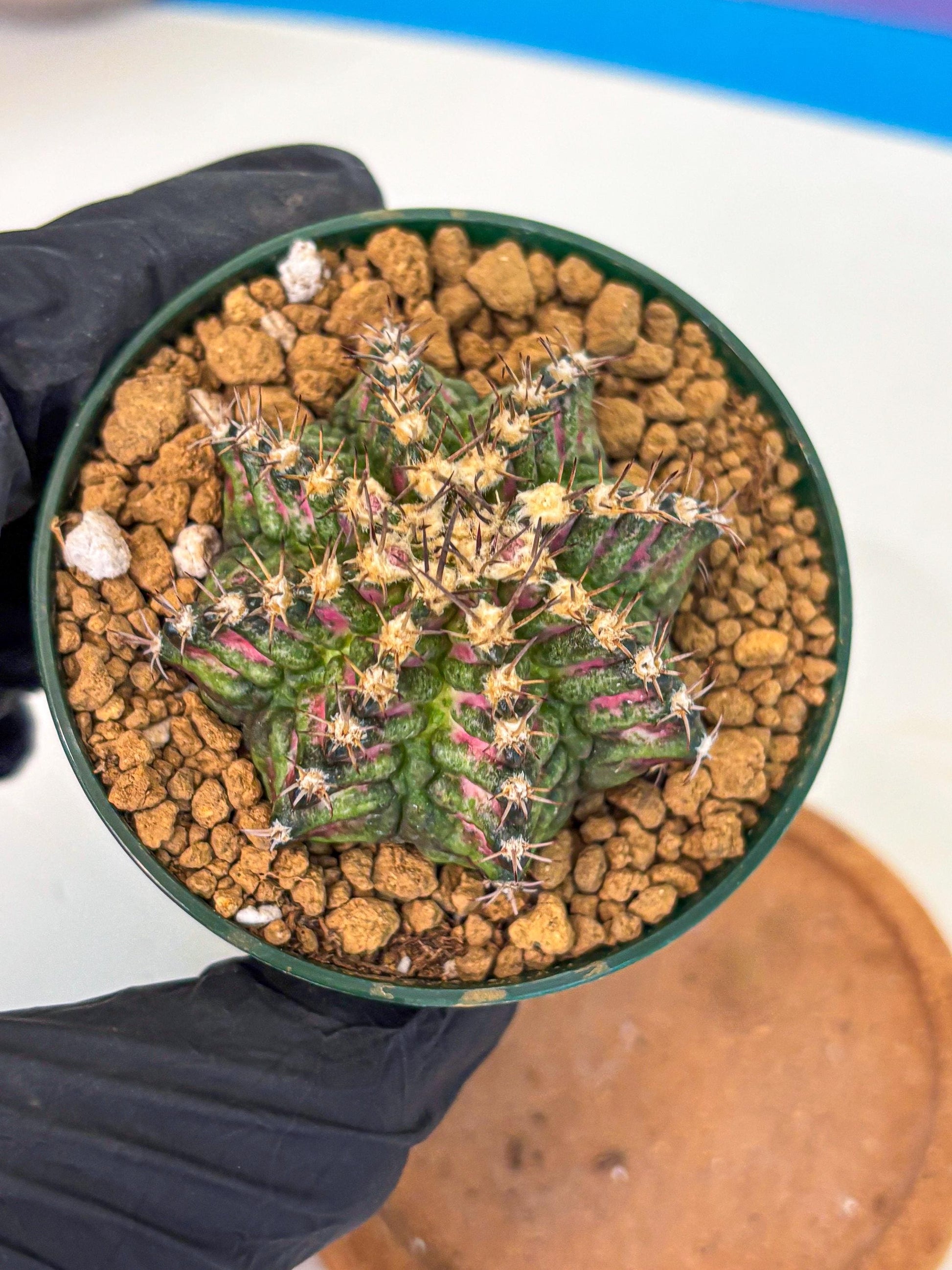 Gymnocalycium T-Rex (oo) (g) | Variegated Cactus