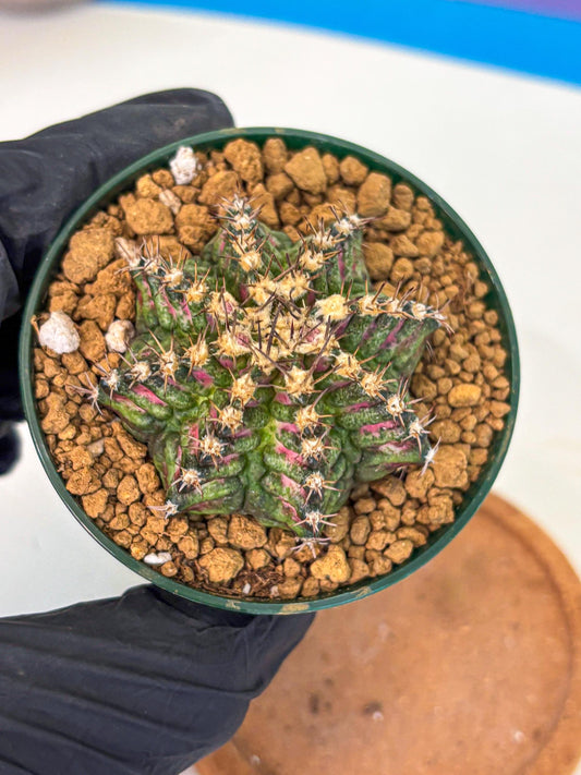 Gymnocalycium T-Rex (oo) (g) | Variegated Cactus