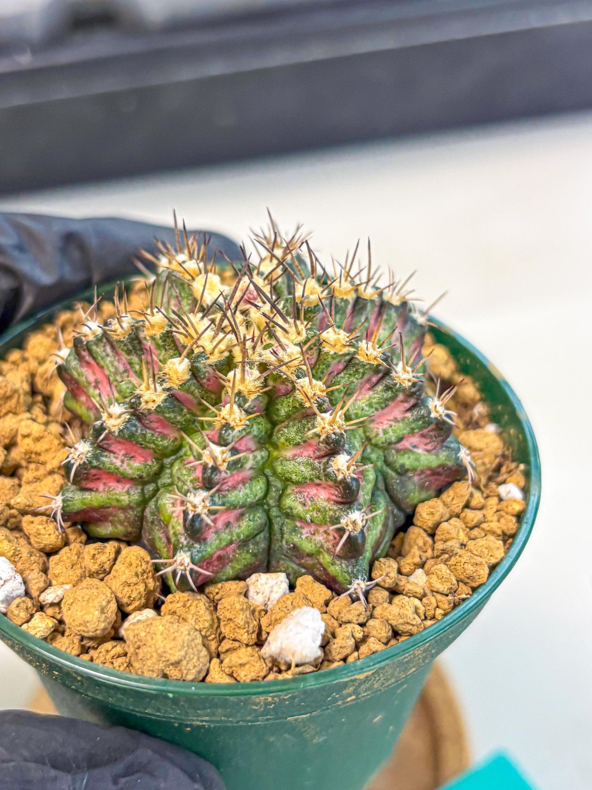 Gymnocalycium T-Rex (oo) (g) | Variegated Cactus