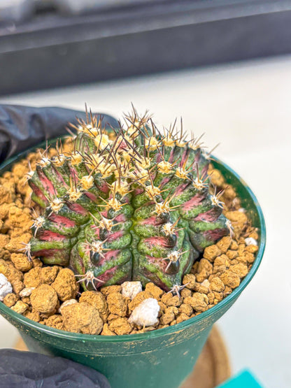 Gymnocalycium T-Rex (oo) (g) | Variegated Cactus