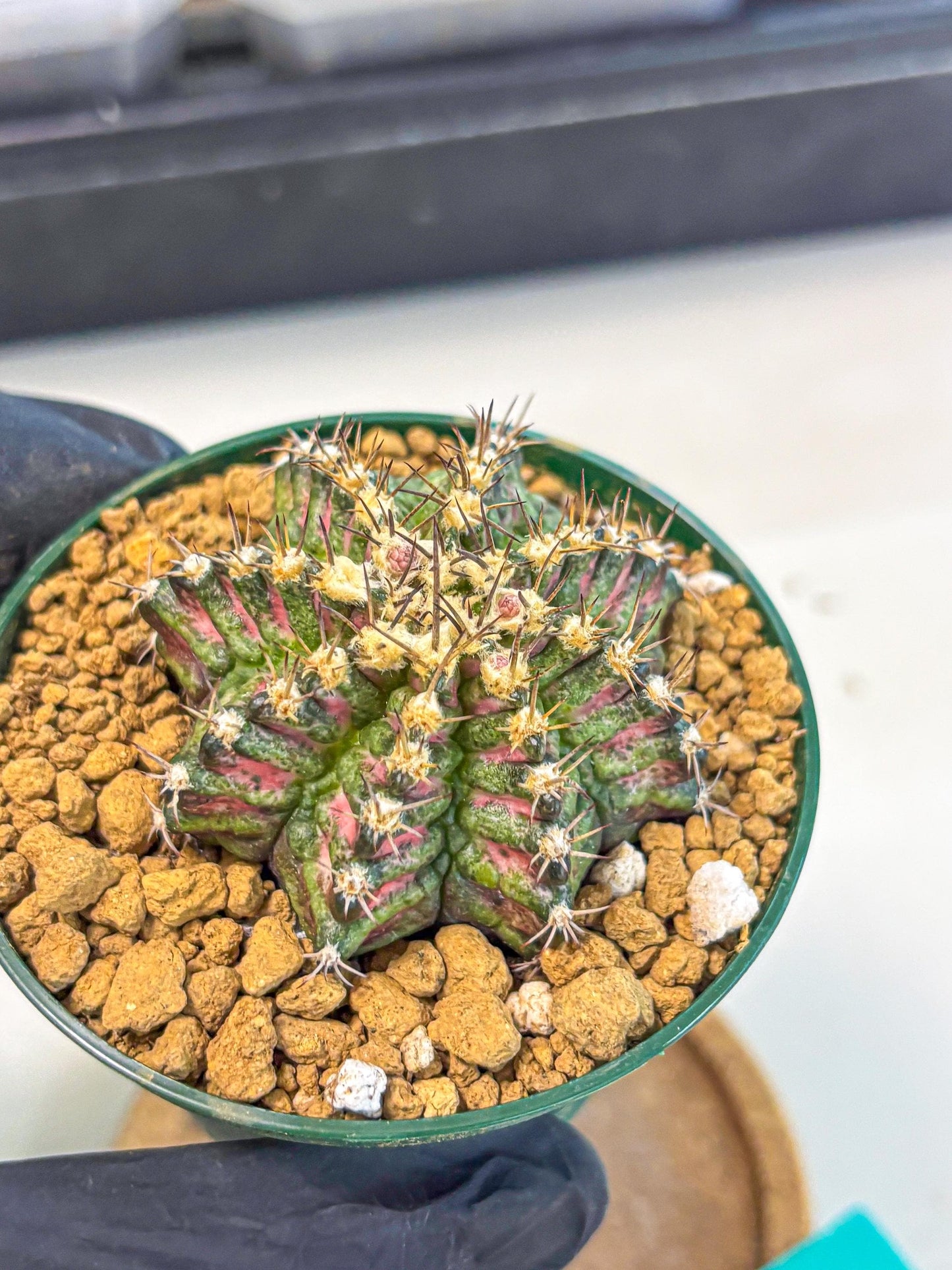 Gymnocalycium T-Rex (oo) (g) | Variegated Cactus