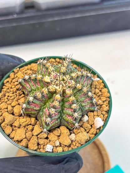 Gymnocalycium T-Rex (oo) (g) | Variegated Cactus