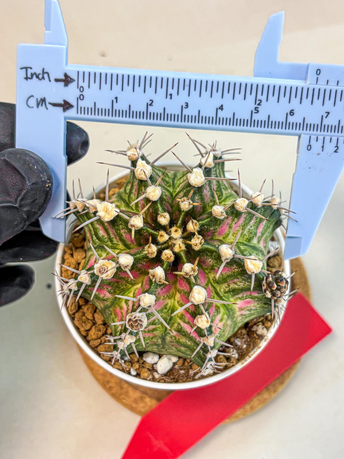 Gymnocalycium T-Rex (oo) (r) | Variegated Cactus