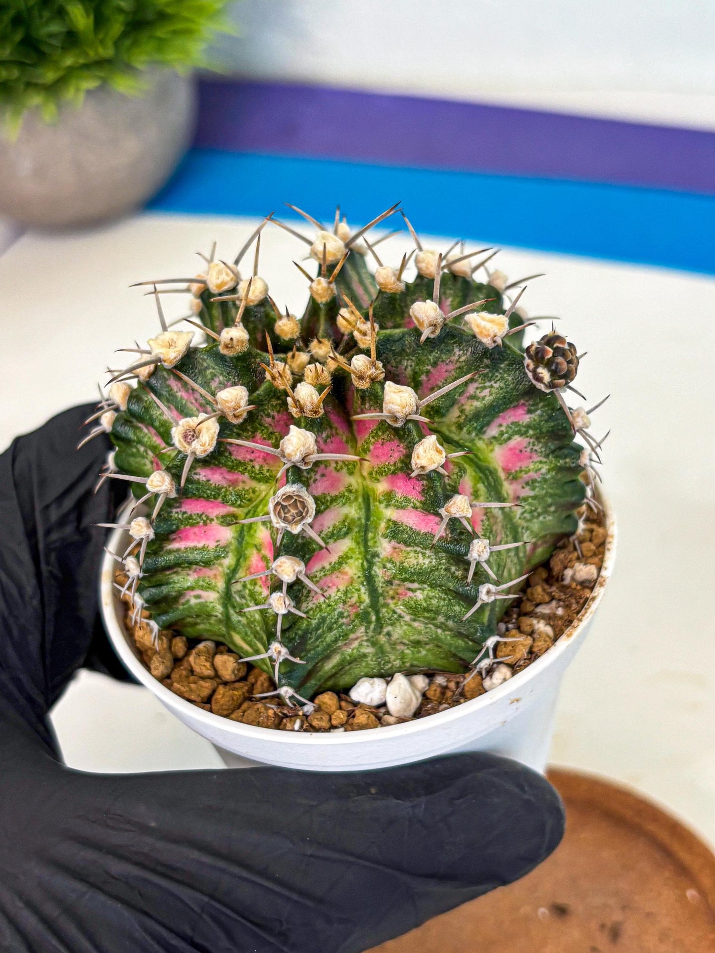 Gymnocalycium T-Rex (oo) (r) | Variegated Cactus