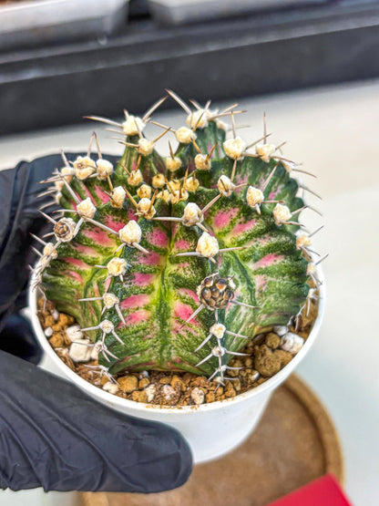 Gymnocalycium T-Rex (oo) (r) | Variegated Cactus