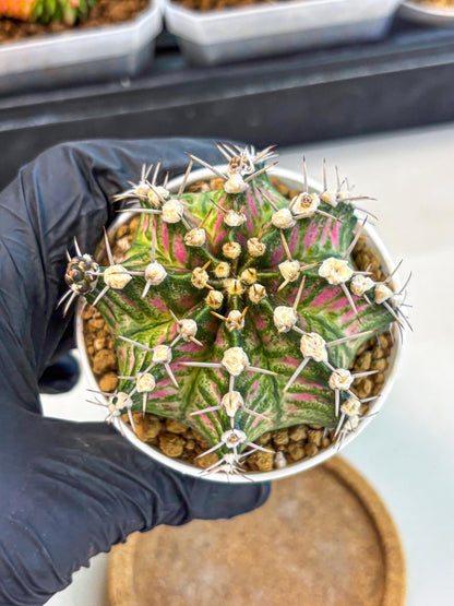 Gymnocalycium T-Rex (oo) (r) | Variegated Cactus