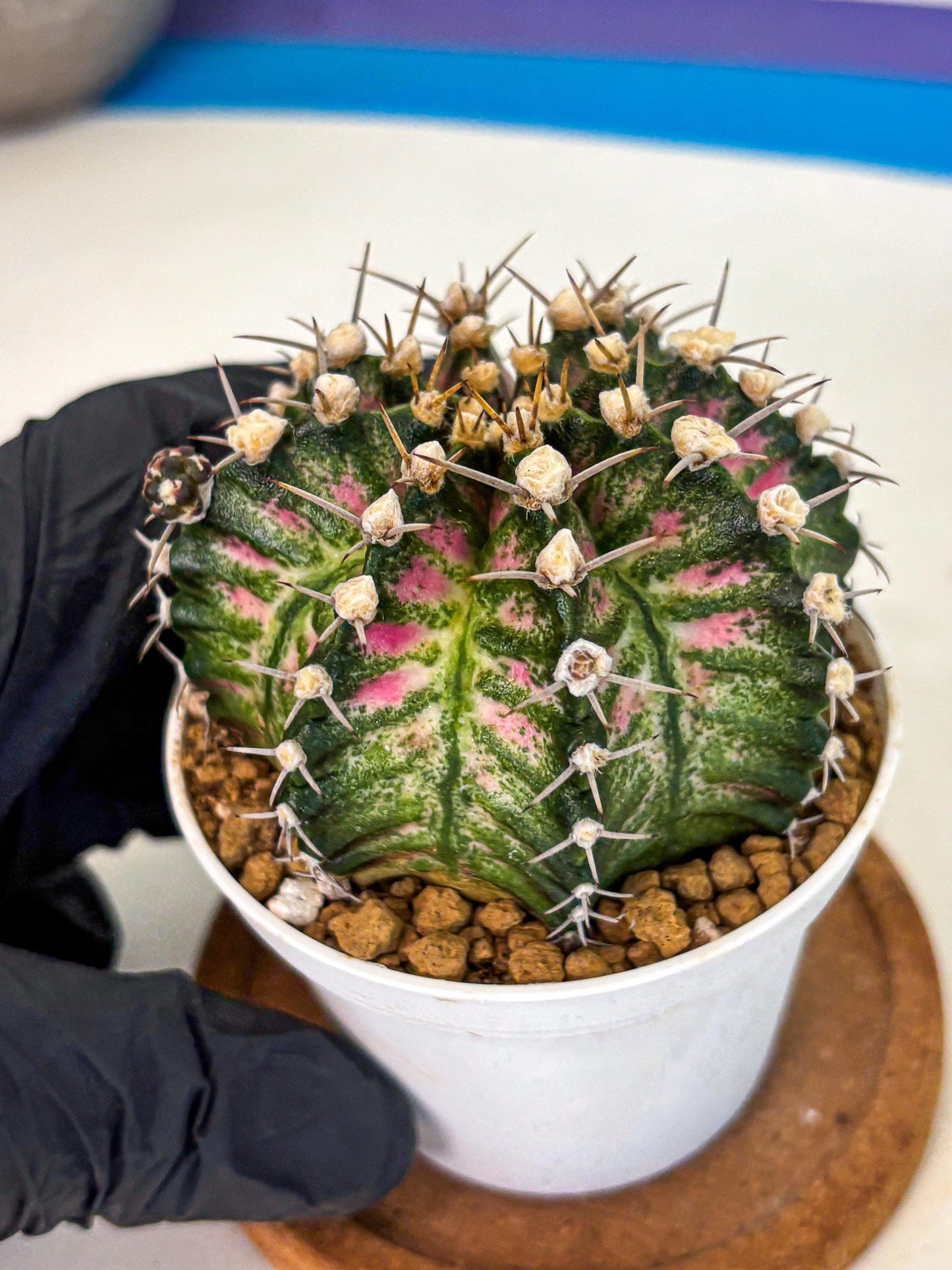 Gymnocalycium T-Rex (oo) (r) | Variegated Cactus