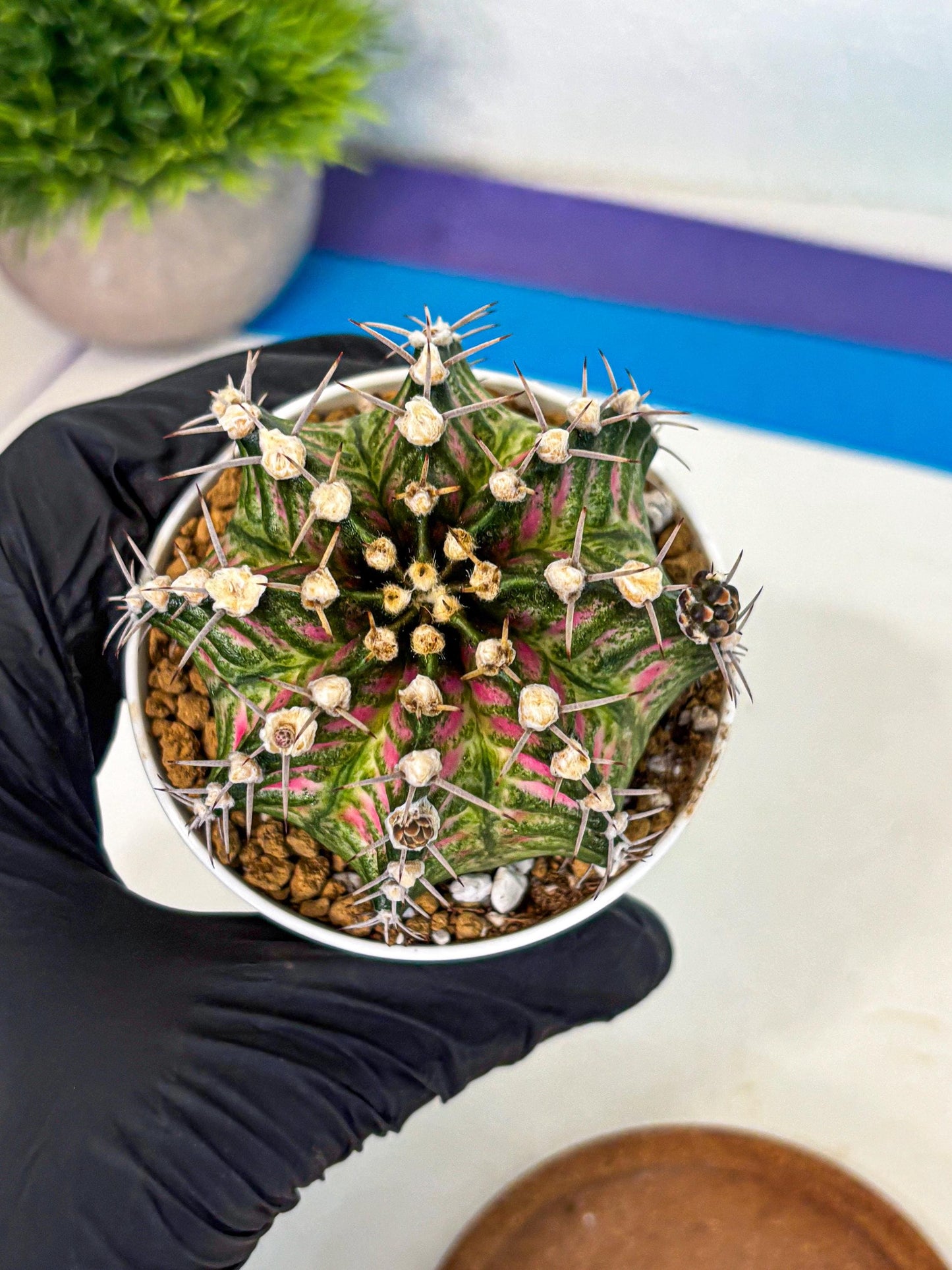 Gymnocalycium T-Rex (oo) (r) | Variegated Cactus