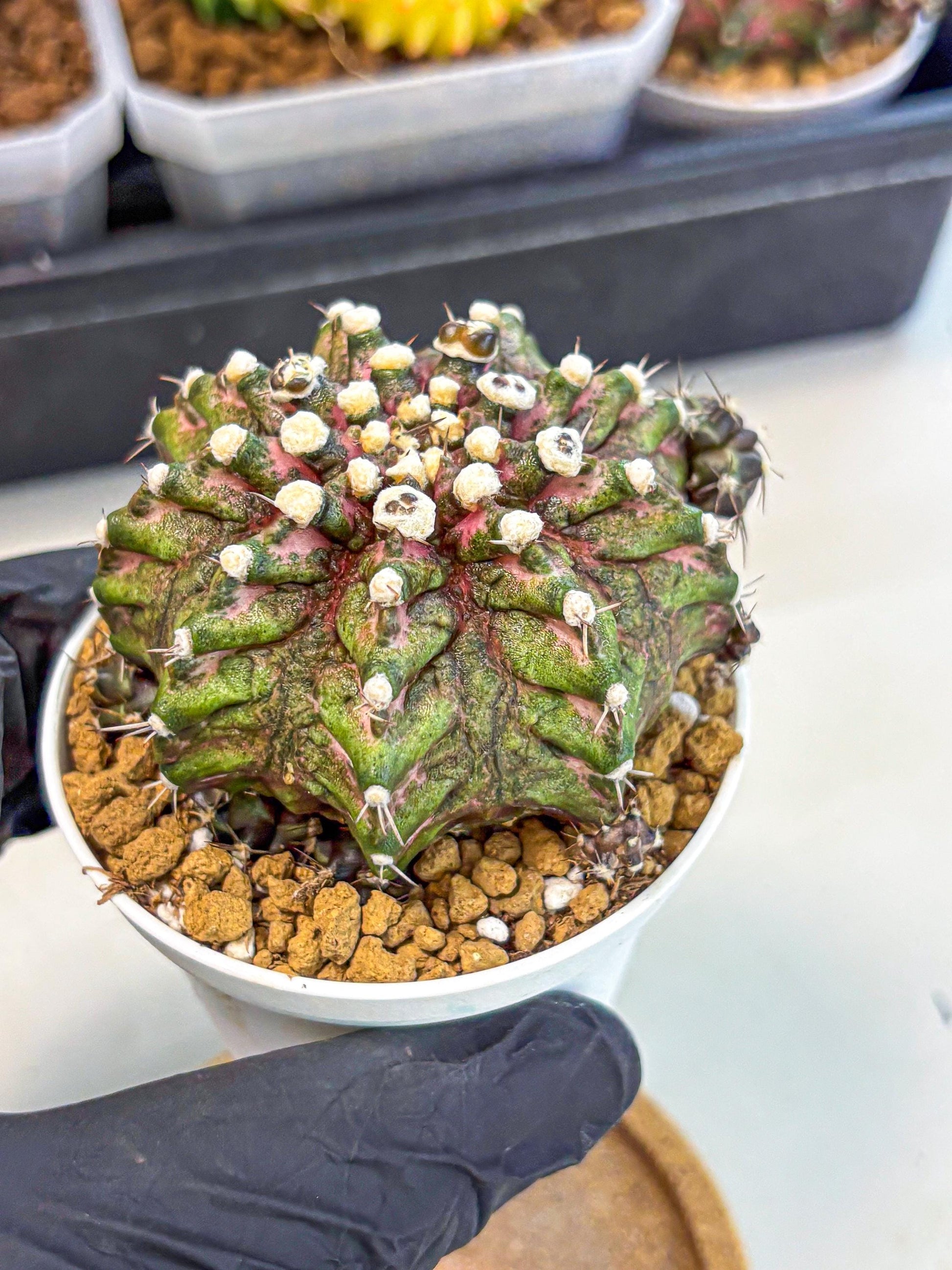 Gymnocalycium T-Rex (oo) (bg) | Variegated Cactus