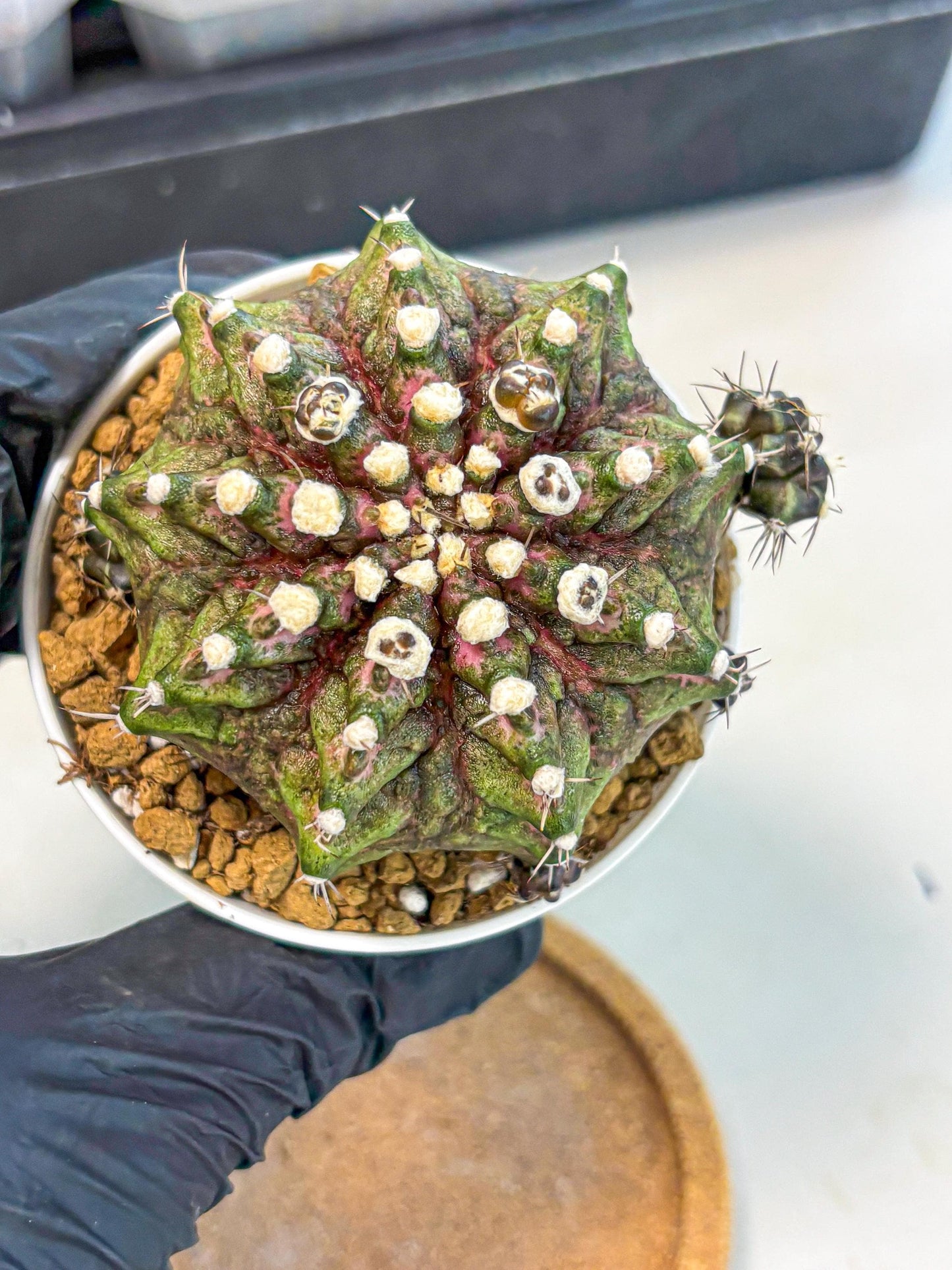 Gymnocalycium T-Rex (oo) (bg) | Variegated Cactus