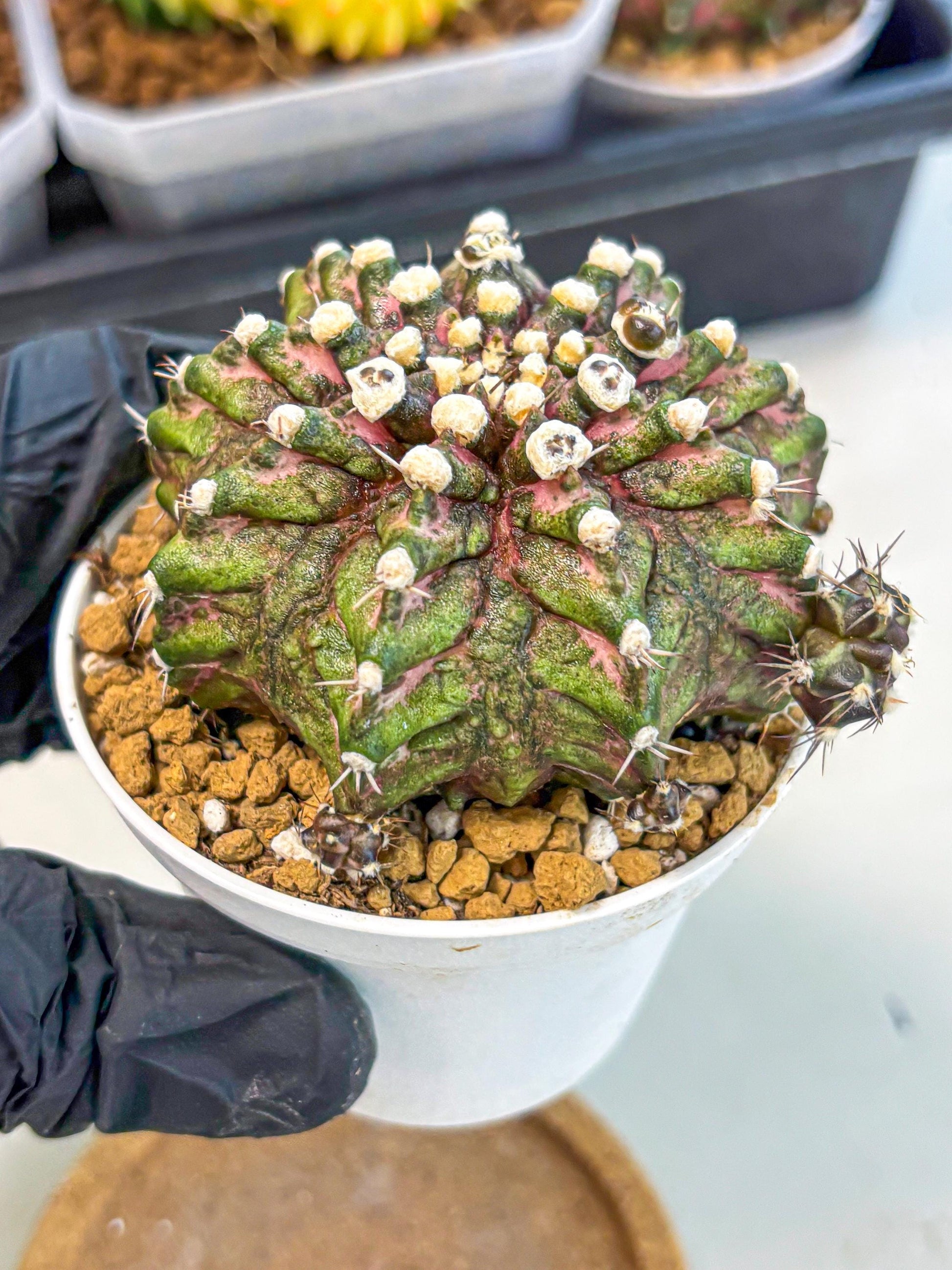 Gymnocalycium T-Rex (oo) (bg) | Variegated Cactus