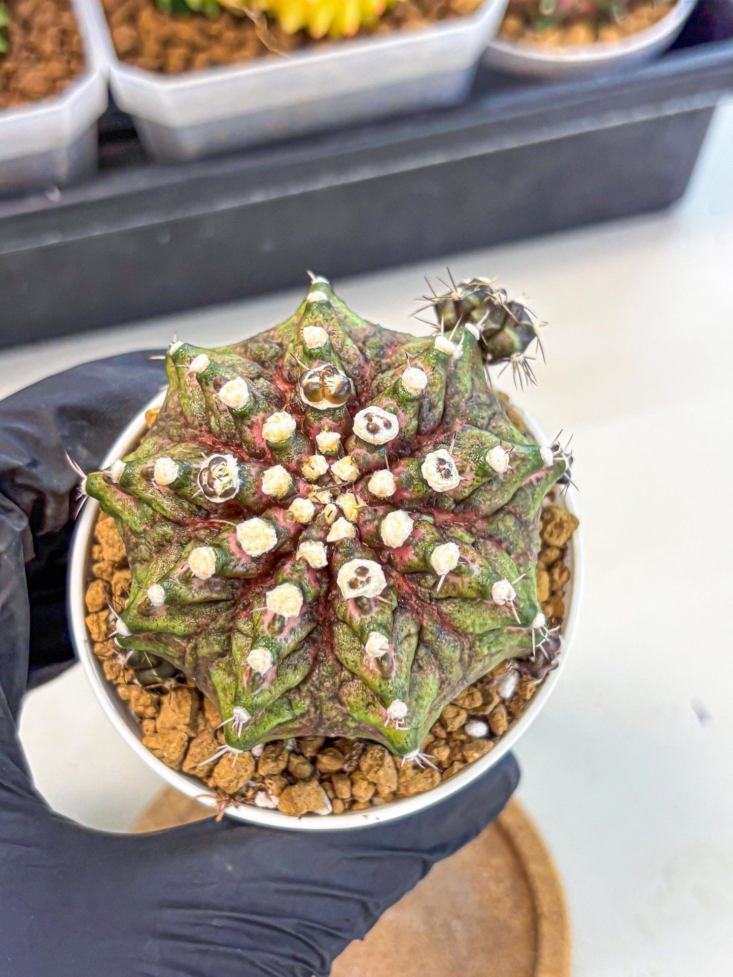 Gymnocalycium T-Rex (oo) (bg) | Variegated Cactus